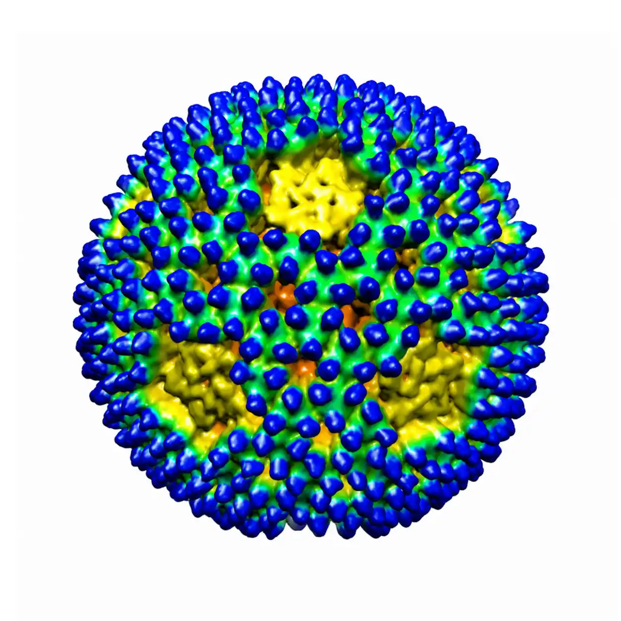 Reovirus