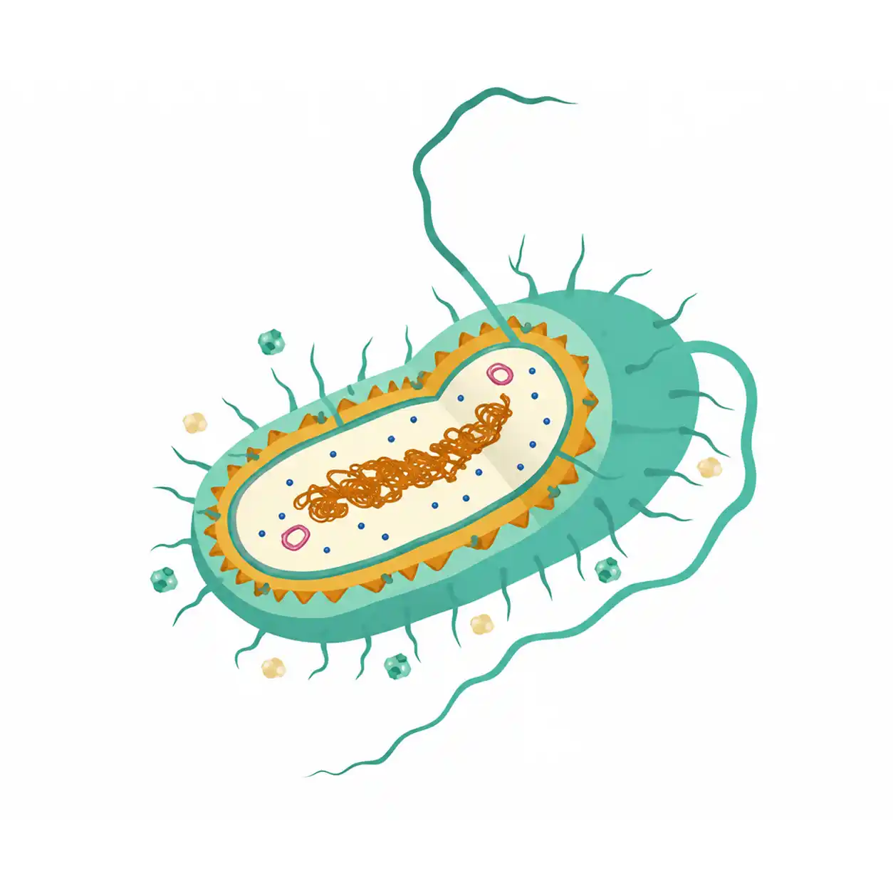 Clostridia