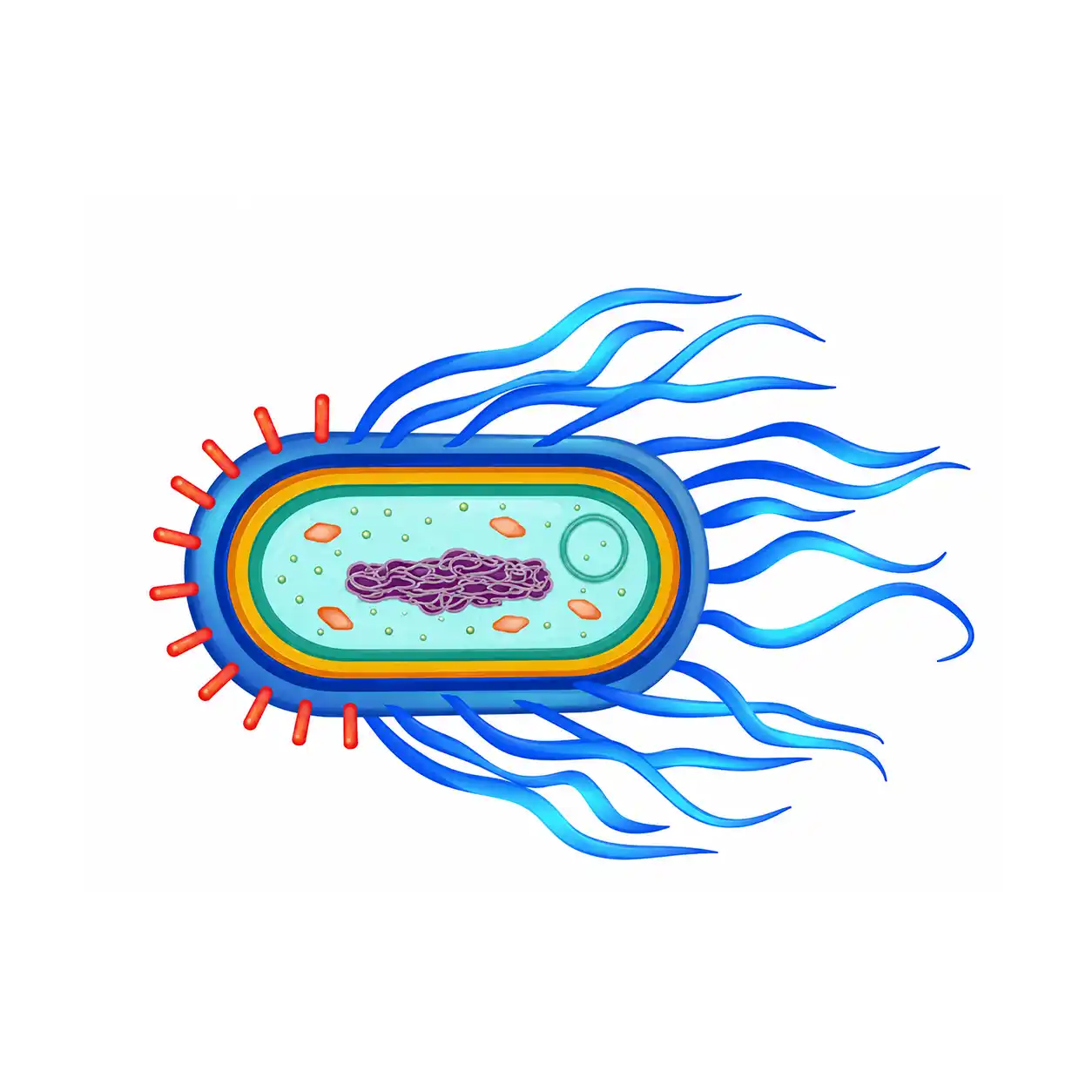 Salmonella